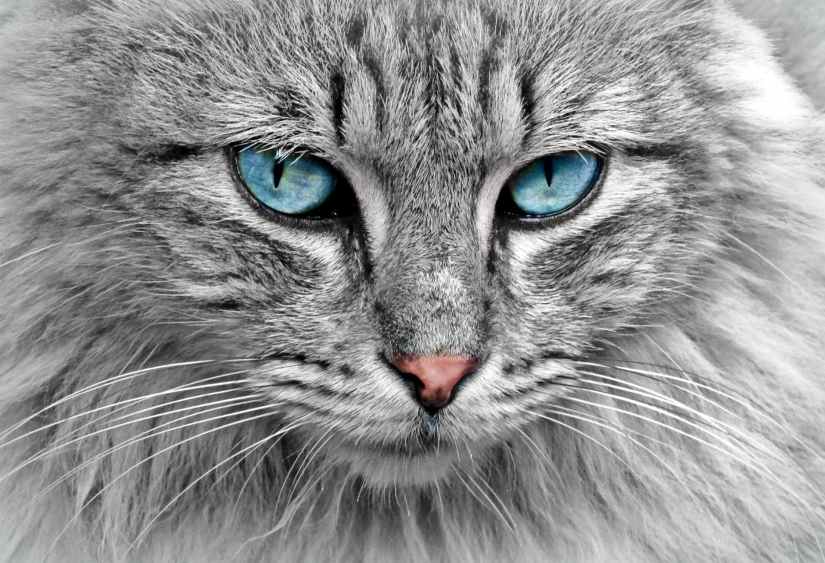 gray cat blue eyes